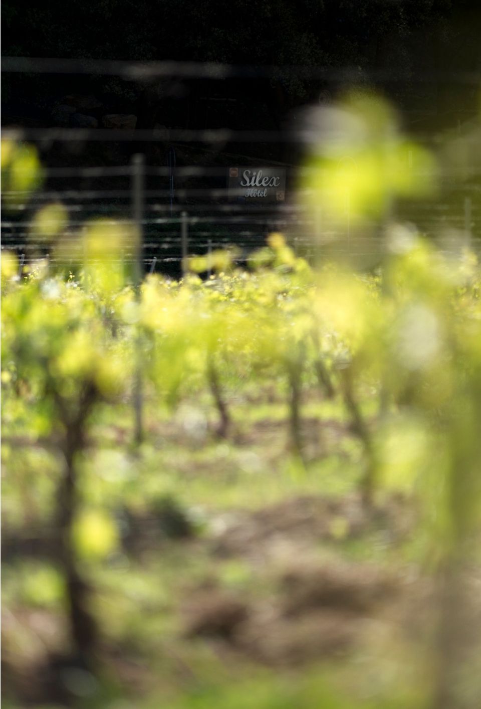 Fabien_leduc_Photographe-fabienleducatyahoofr_15 mai 2019 0050